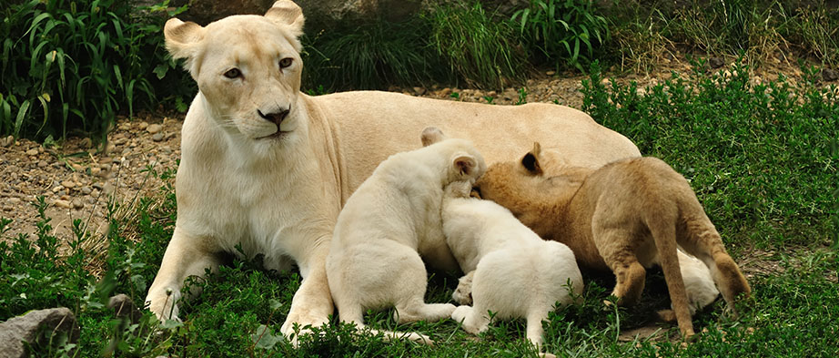 White-Lions-Eco-Safari-Banner2